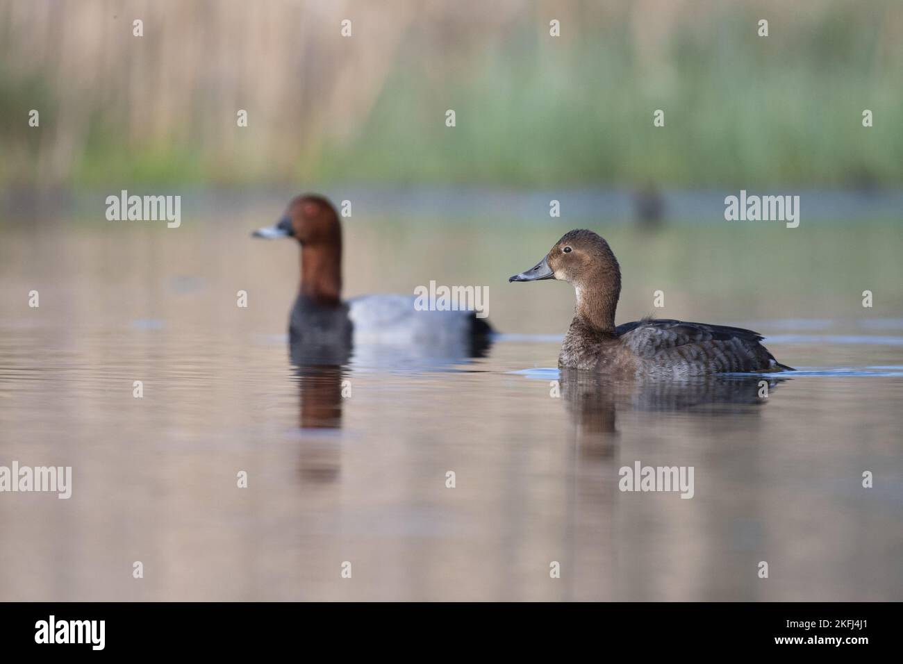 Common Pochards Male And Female Hi res Stock Photography And Images Alamy Common Pochards Male And Female Hi res Stock Photography And Images Alamy