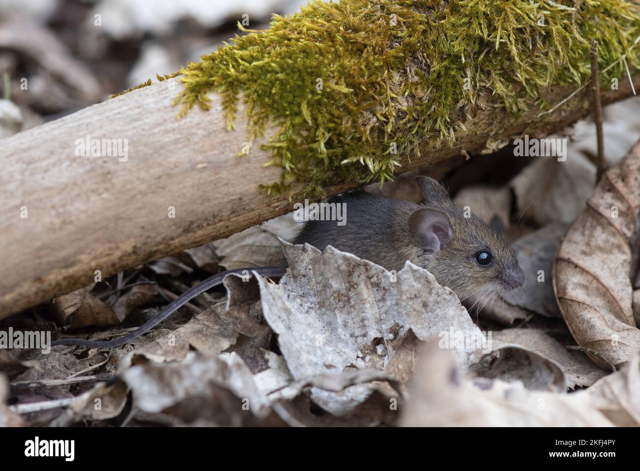 longtailed field mouse Stock Photo Alamy