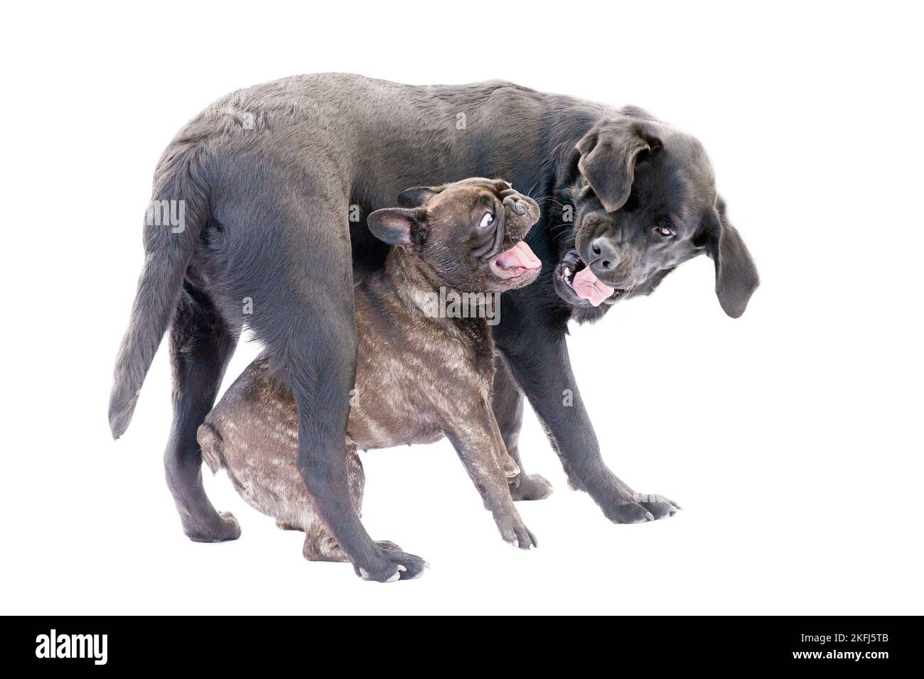 Two dogs are playing fighting in the game. Labrador retriever and