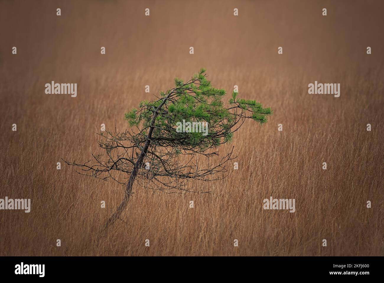 Lonesome pine tree bent over with green pines leaves. Sandy