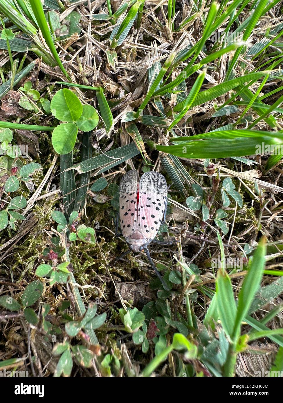 A Spotted Lanternfly at Fort Indiantown Gap. According to the