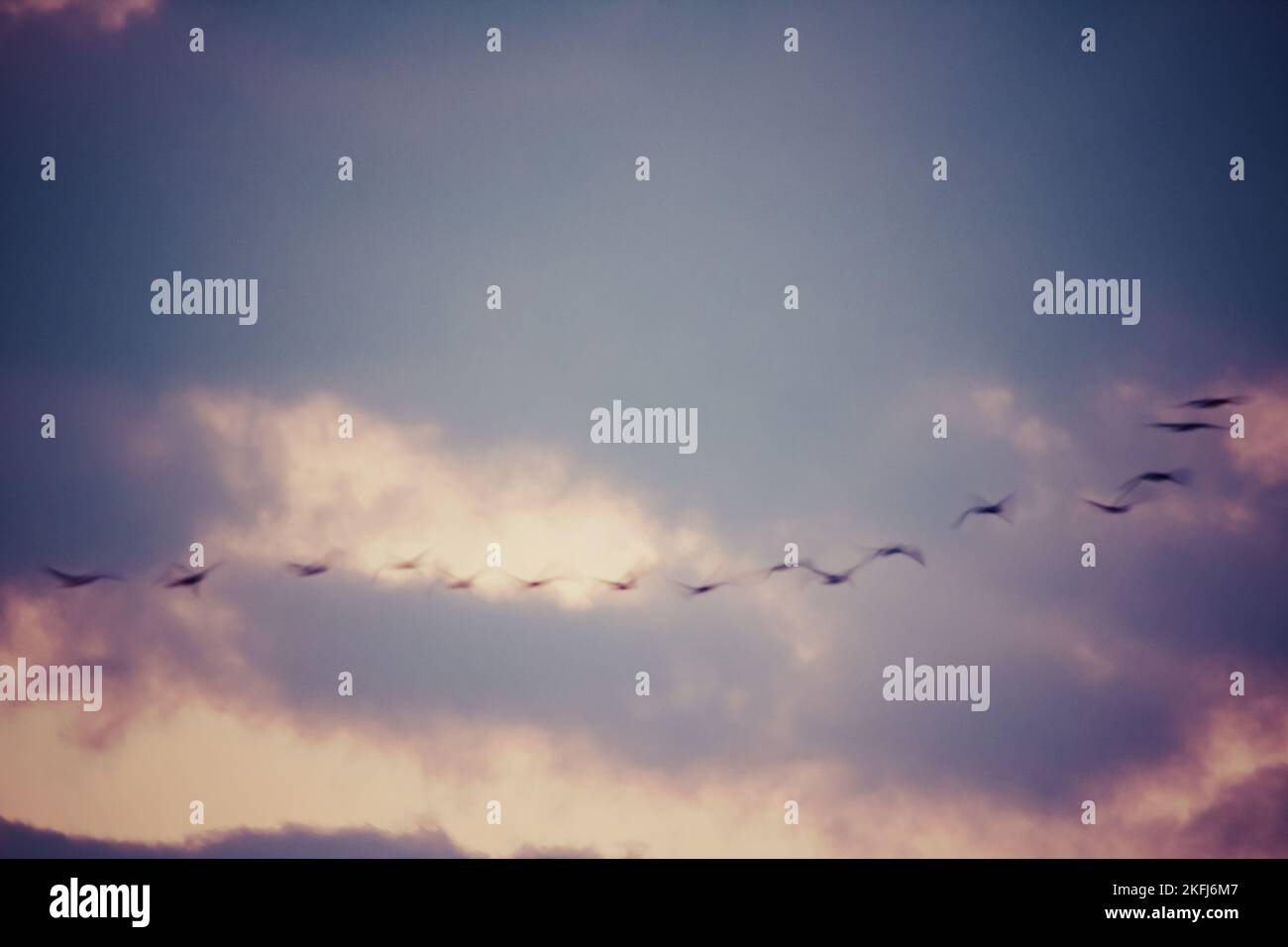 Abstract landscape, birds in motion on evening sky blurred landscape Stock Photo