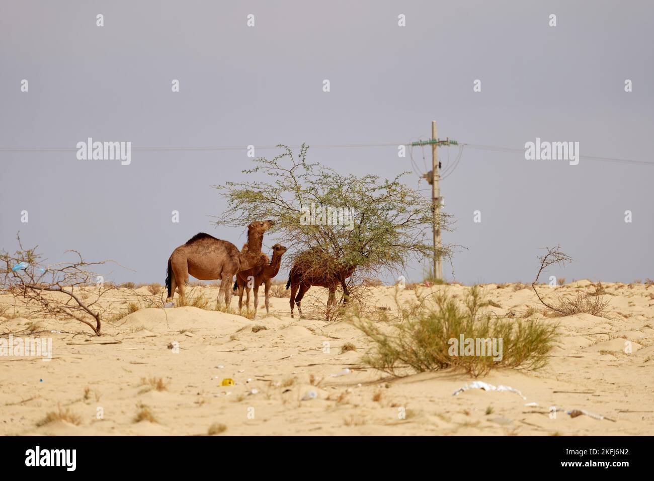 Camels in the desert eating leaves from the tree. Wild animals in their