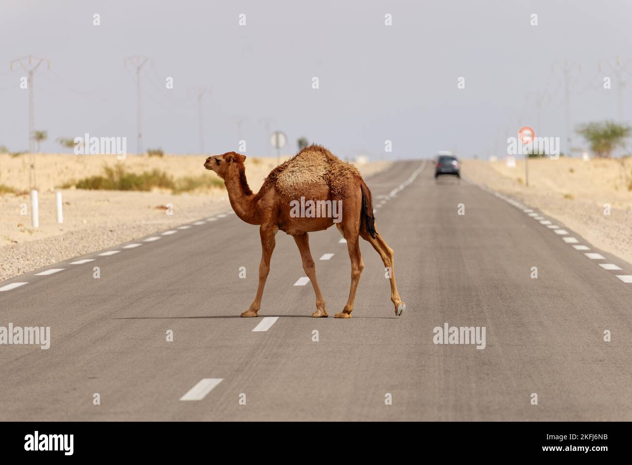 Camel crossing the road in the desert. Wild animals. Beware of camels