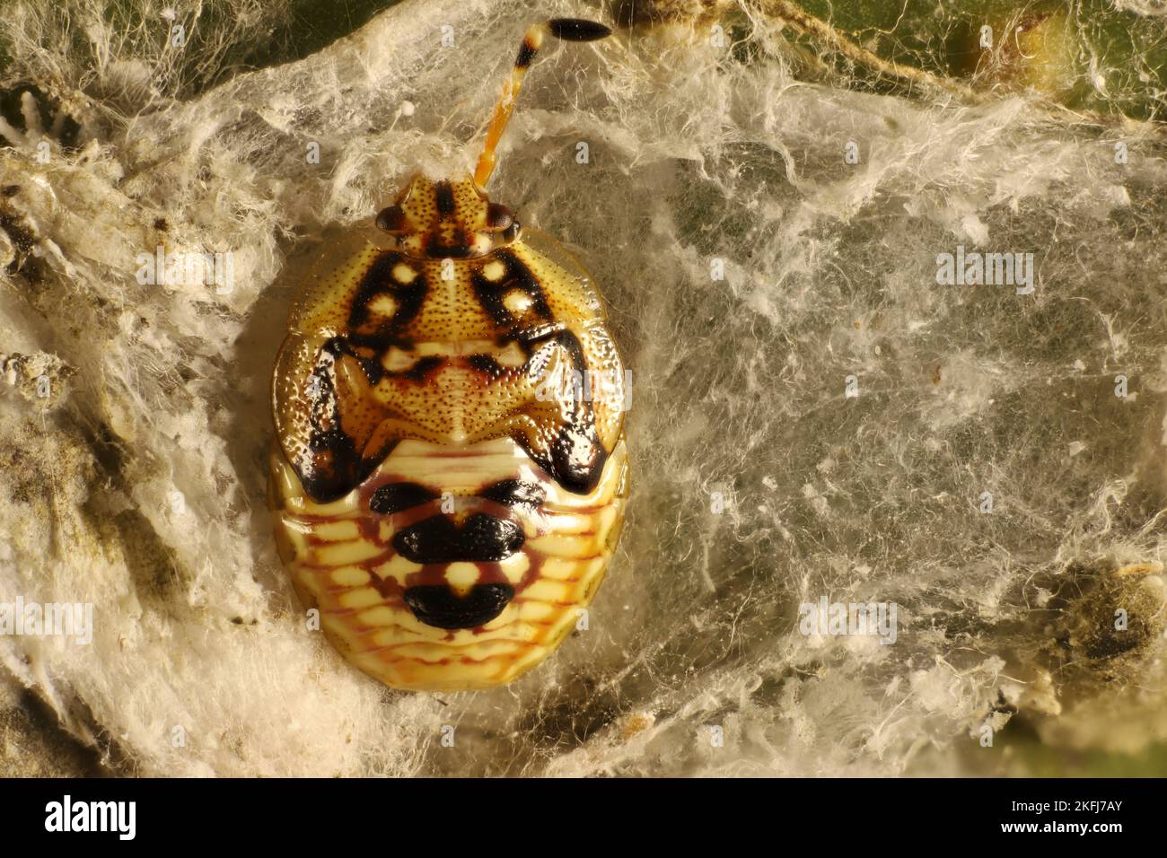 Shield Bug (Lanopini) nymph on gum tree leaf nest, South Australia Stock Photo