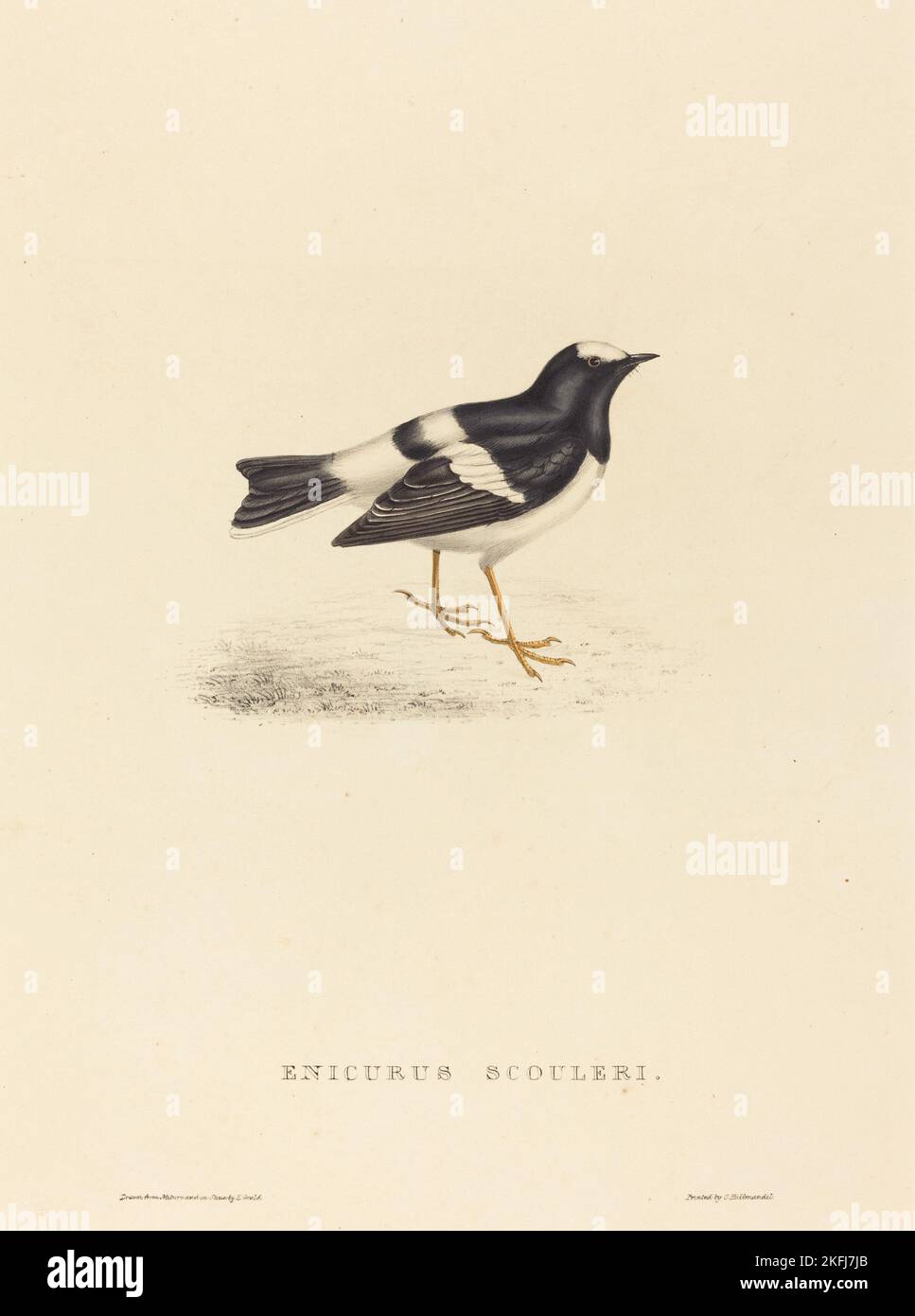 Enicurus Scouleri (Little Forktail Stock Photo Alamy