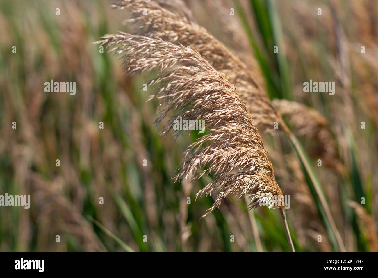 Beautiful Reeds Beautiful dry common reeds hi-res stock photography and images - Alamy
