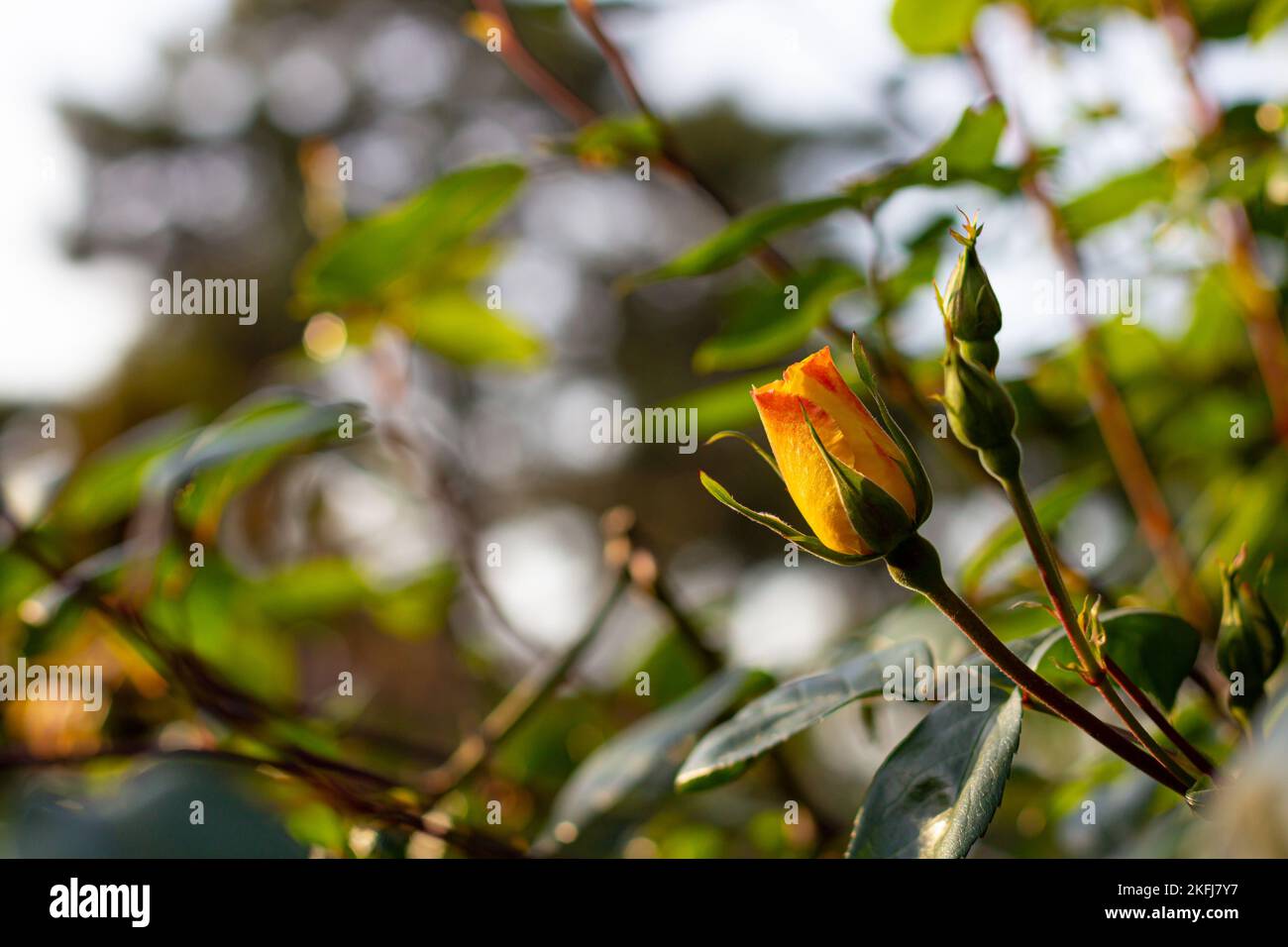 Yellow rose flower start blooming in the rose garden. beautiful