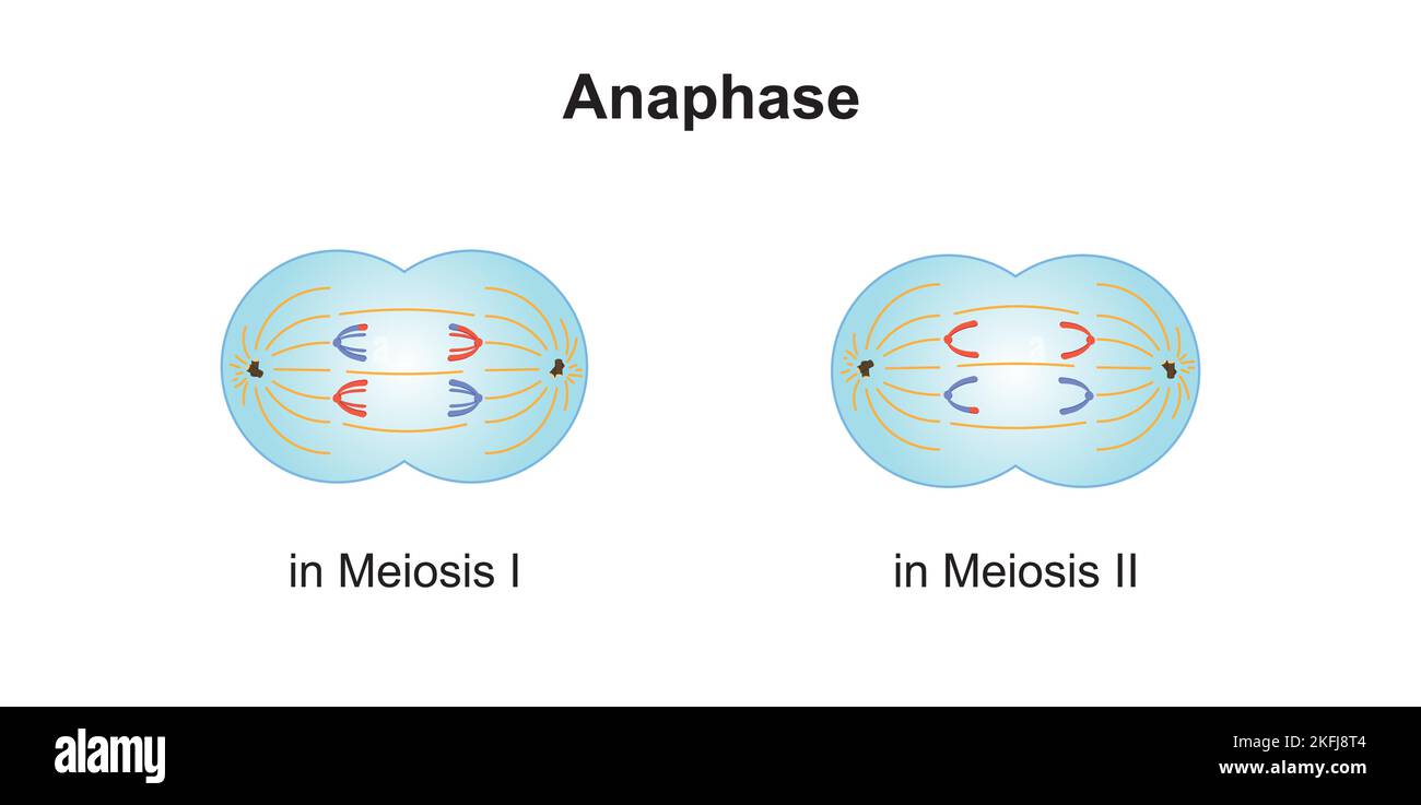 Anaphase Cut Out Stock Images & Pictures - Alamy