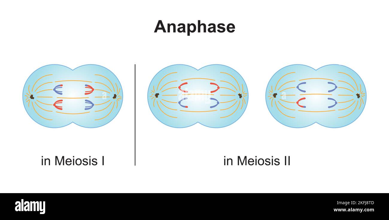 Anaphase