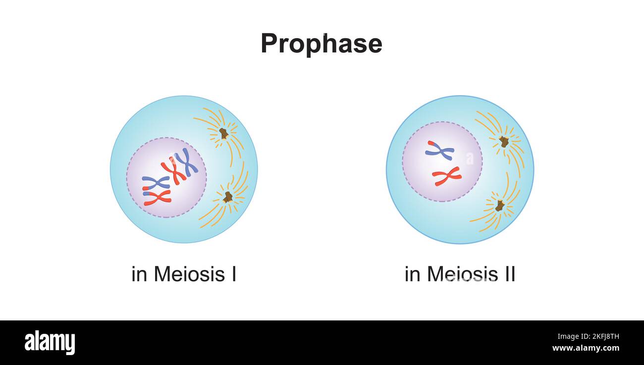 Meiosis stages hi-res stock photography and images - Alamy
