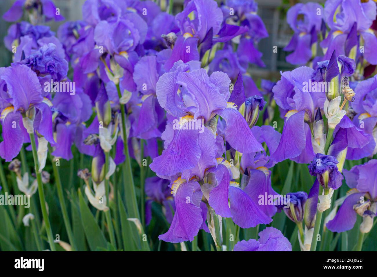 purple japanese iris flowers Stock Photo