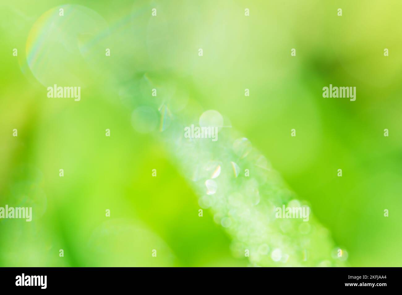 Green grass macro photo with dew drops on it. Macro nature Stock Photo ...