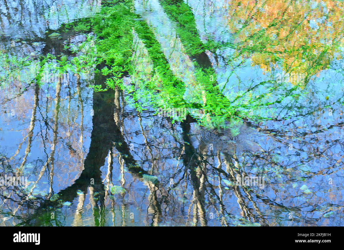 Reflejos de plantas y árboles en el agua de un estanque, acuarela natural Stock Photo