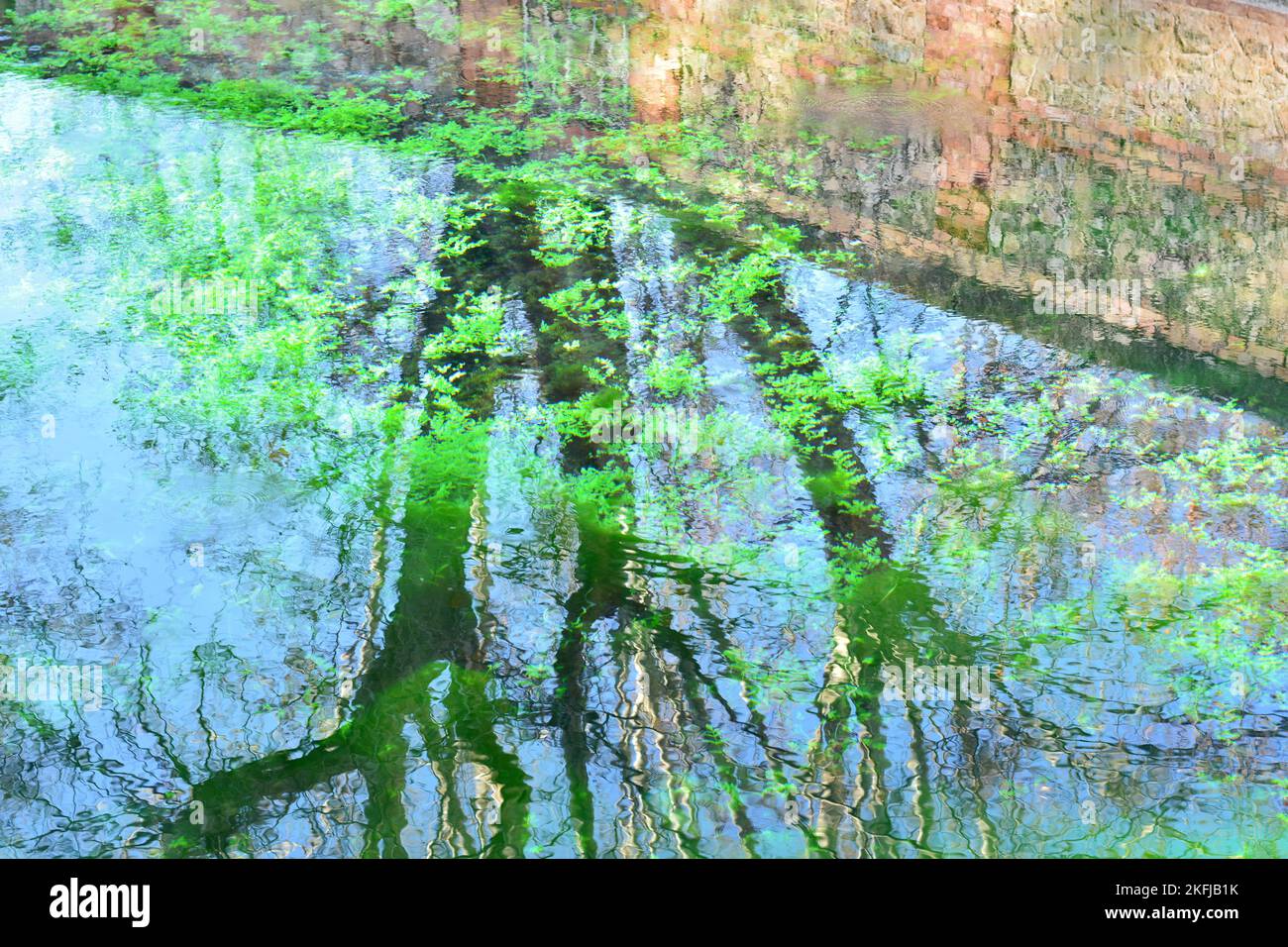 Reflejos de plantas y árboles en el agua de un estanque, acuarela natural Stock Photo