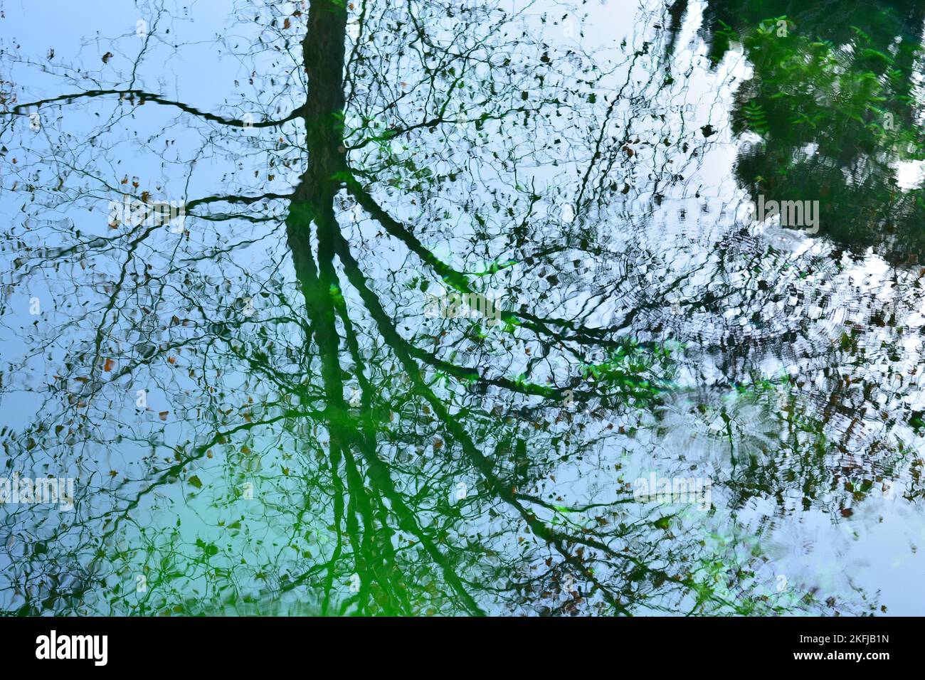Reflejos de plantas y árboles en el agua de un estanque, acuarela natural Stock Photo
