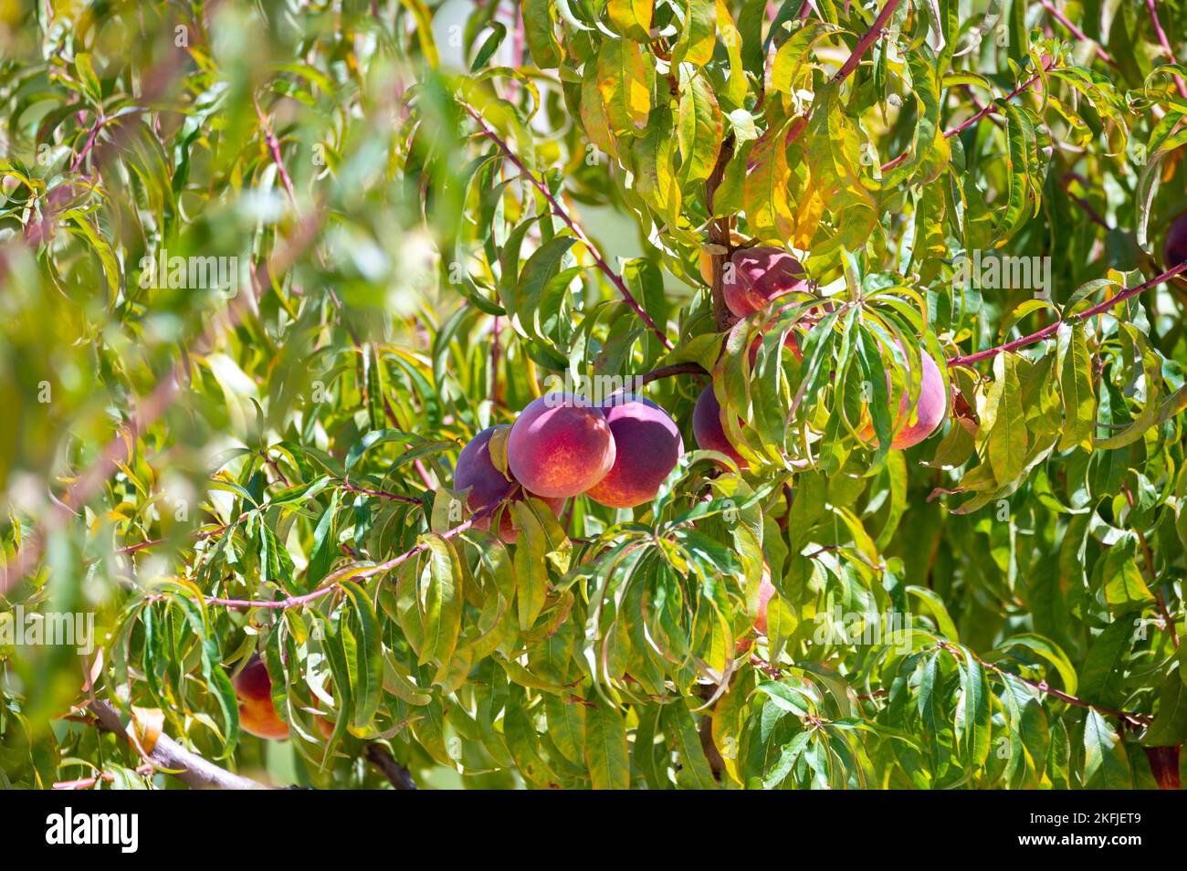 Fruit orchard on Cyprus with plantation of peach trees with big ripe