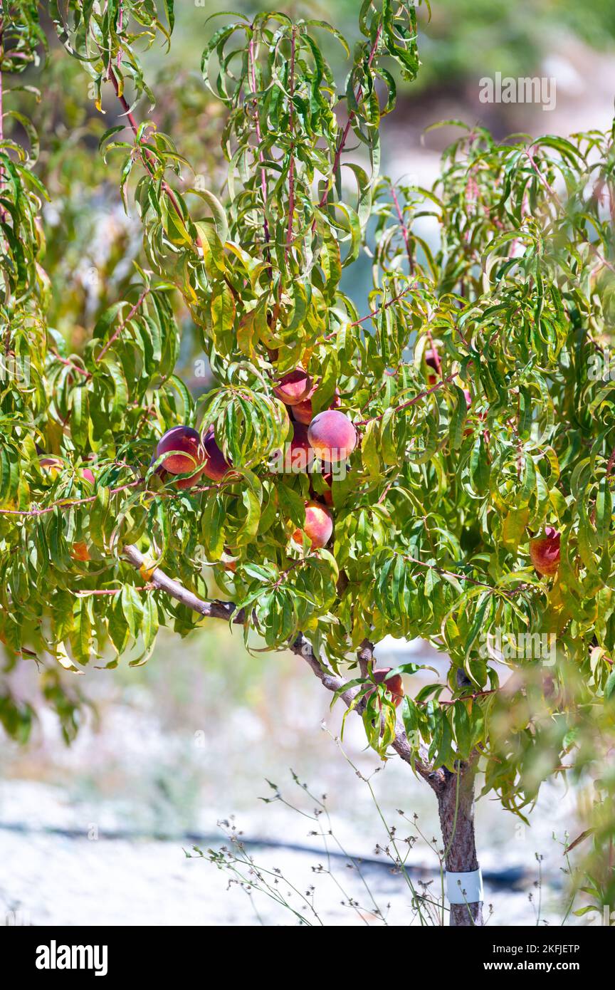 Fruit orchard on Cyprus with plantation of peach trees with big ripe