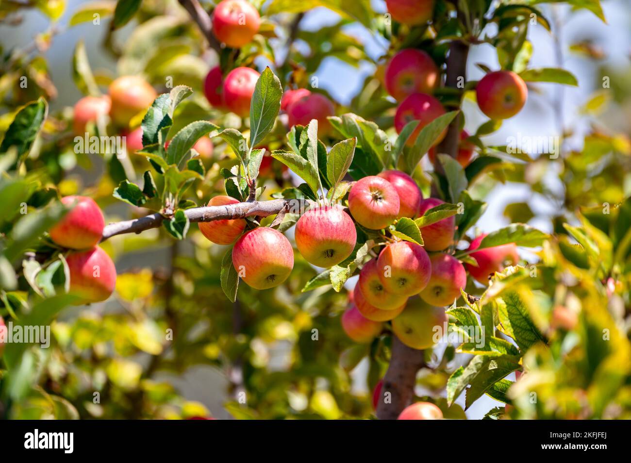Fruit orchard on Cyprus with apple trees with small red fruits Stock