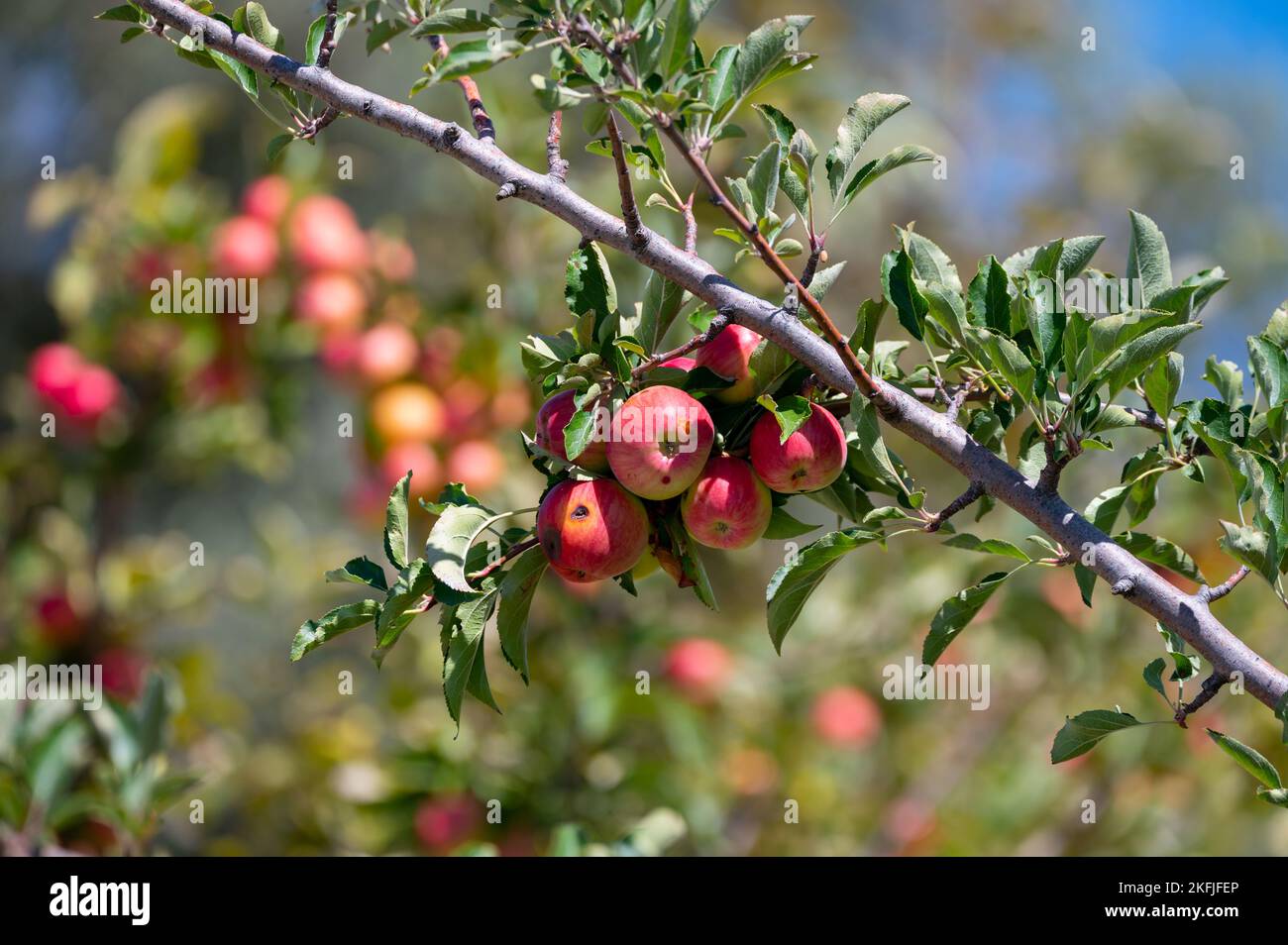 Fruit orchard on Cyprus with apple trees with small red fruits Stock