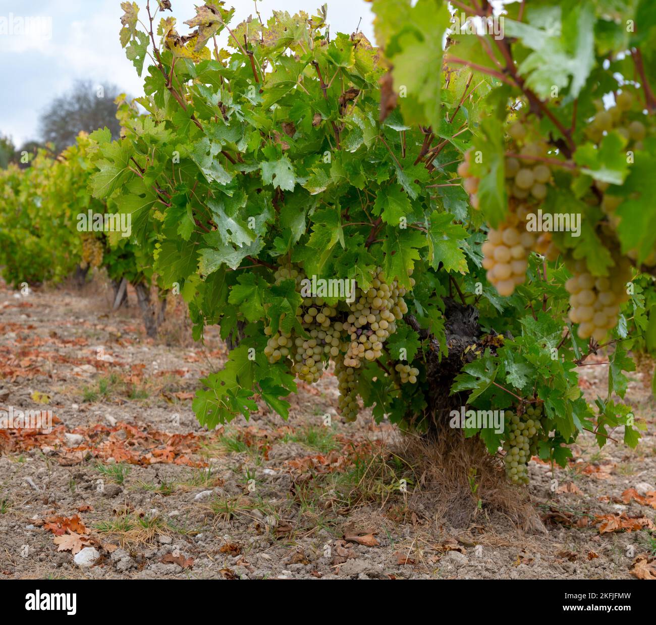 Wine production on Cyprus, ripe white wine grapes ready for harvest