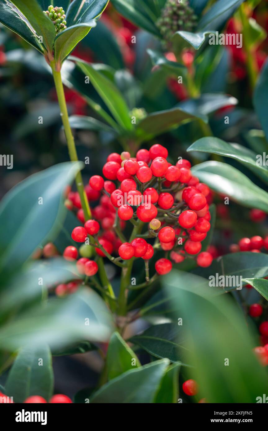 Red berries of winter blossoming garden plant, evergreen skimmia japonica  ornamental plant, close up Stock Photo