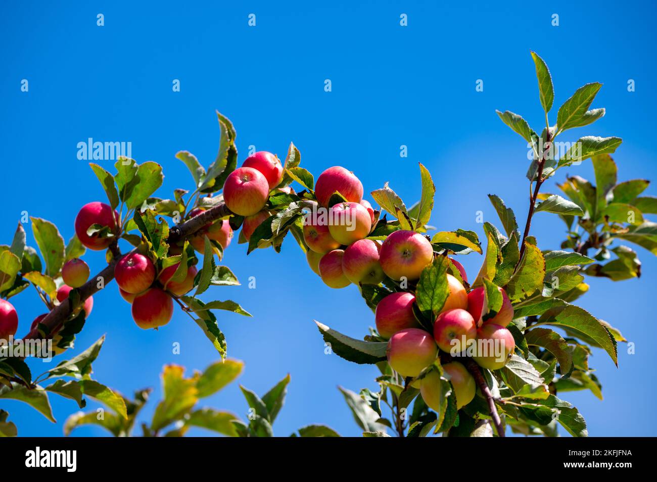 Fruit orchard on Cyprus with apple trees with small red fruits Stock