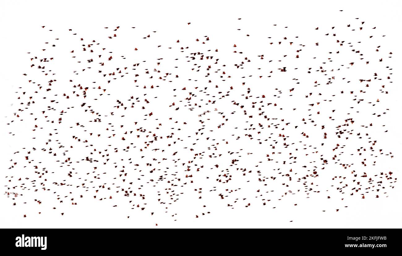 A huge flock of birds isolated on a white background. Abstract natural background. Stock Photo