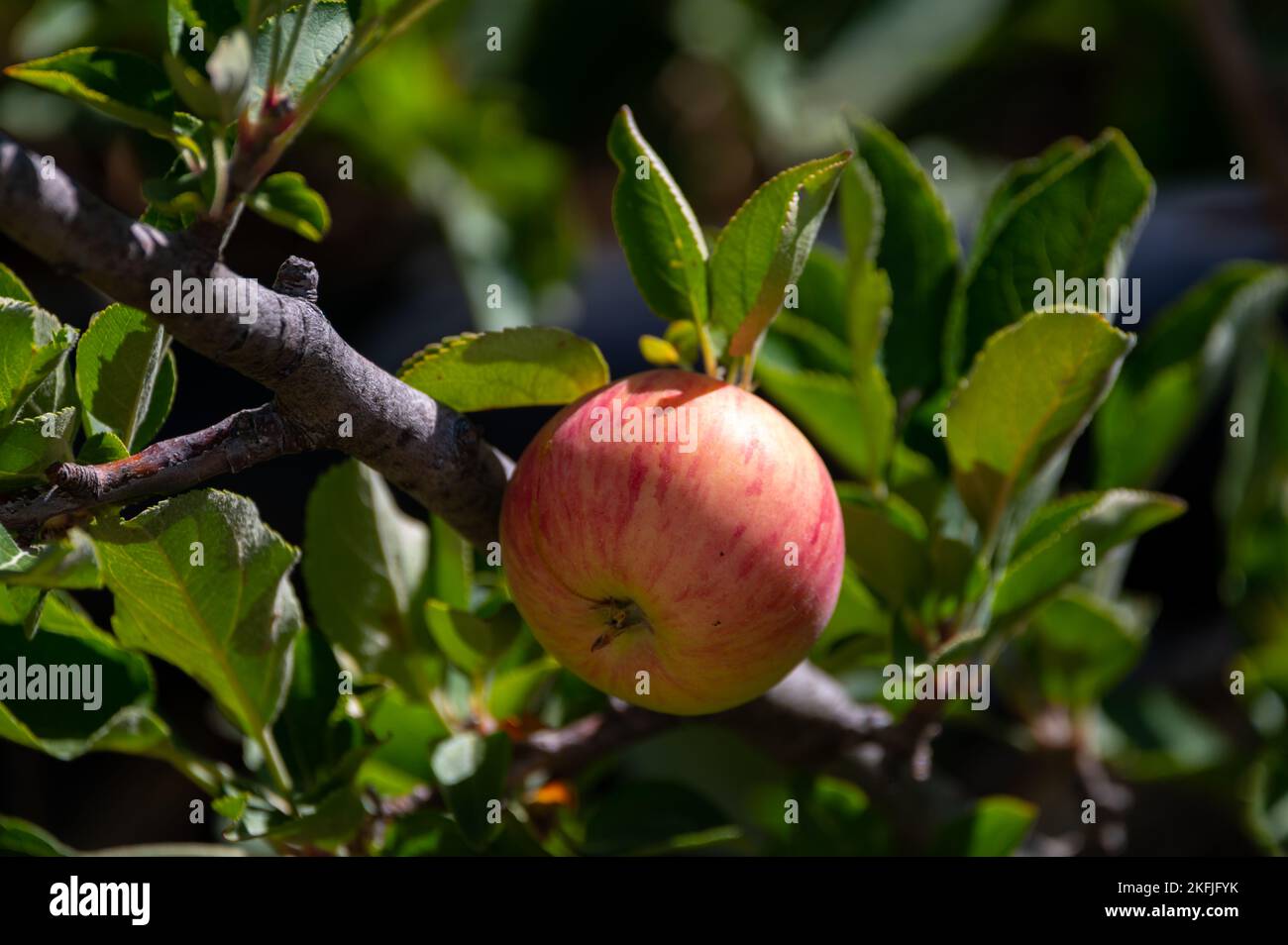 Fruit orchard on Cyprus with apple trees with small red fruits Stock