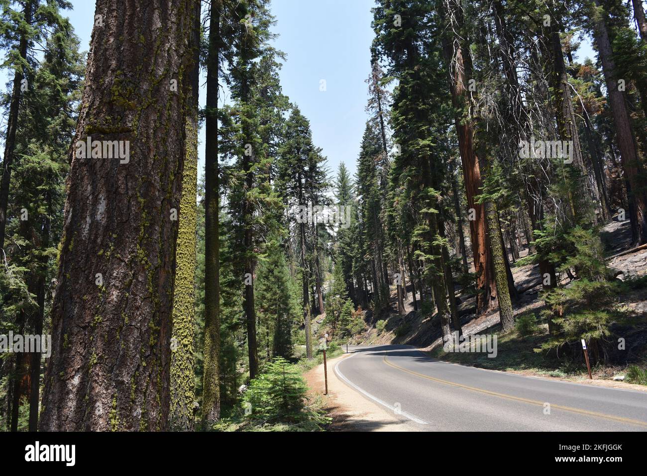 Large format close up panoramic view of the road through the giant Sequoia trees in the Sequoia National Park in Southern California. Stock Photo