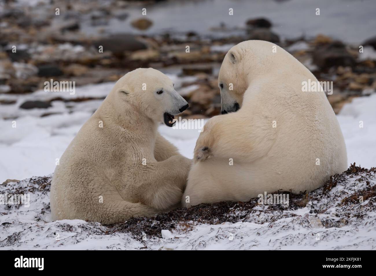Polar Bear in Churchill, MB Stock Photo
