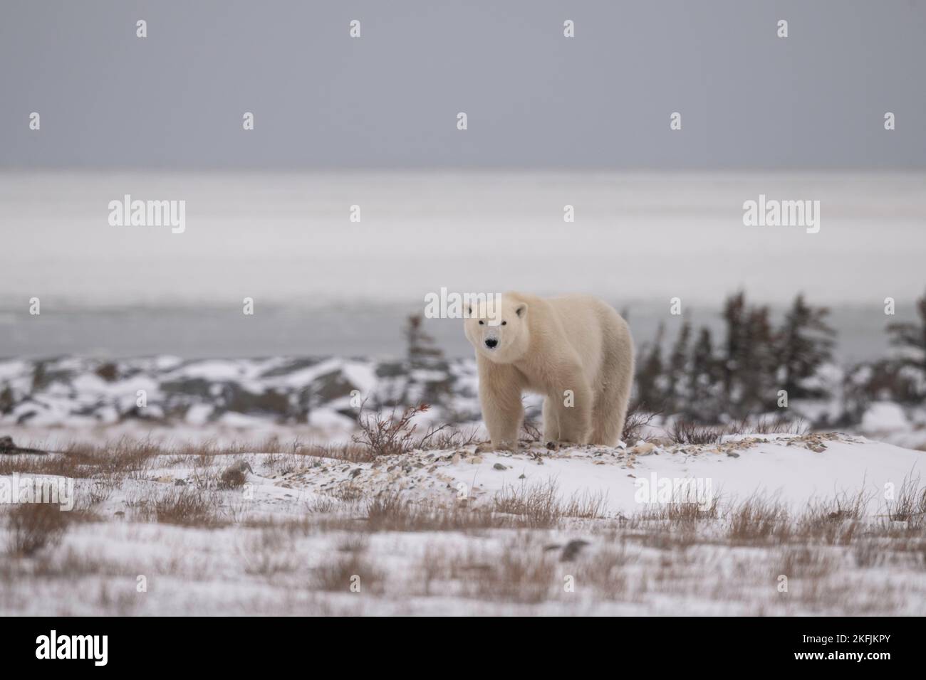 Polar Bear in Churchill, MB Stock Photo