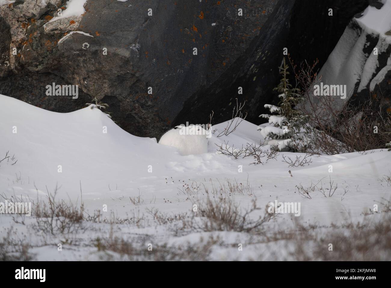 Arctic hare in snow Stock Photo