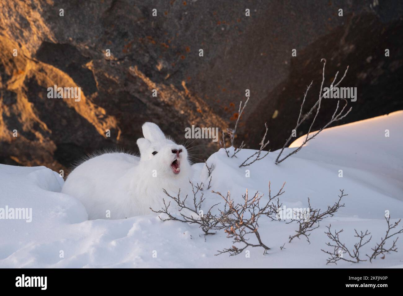 Arctic hare in snow Stock Photo