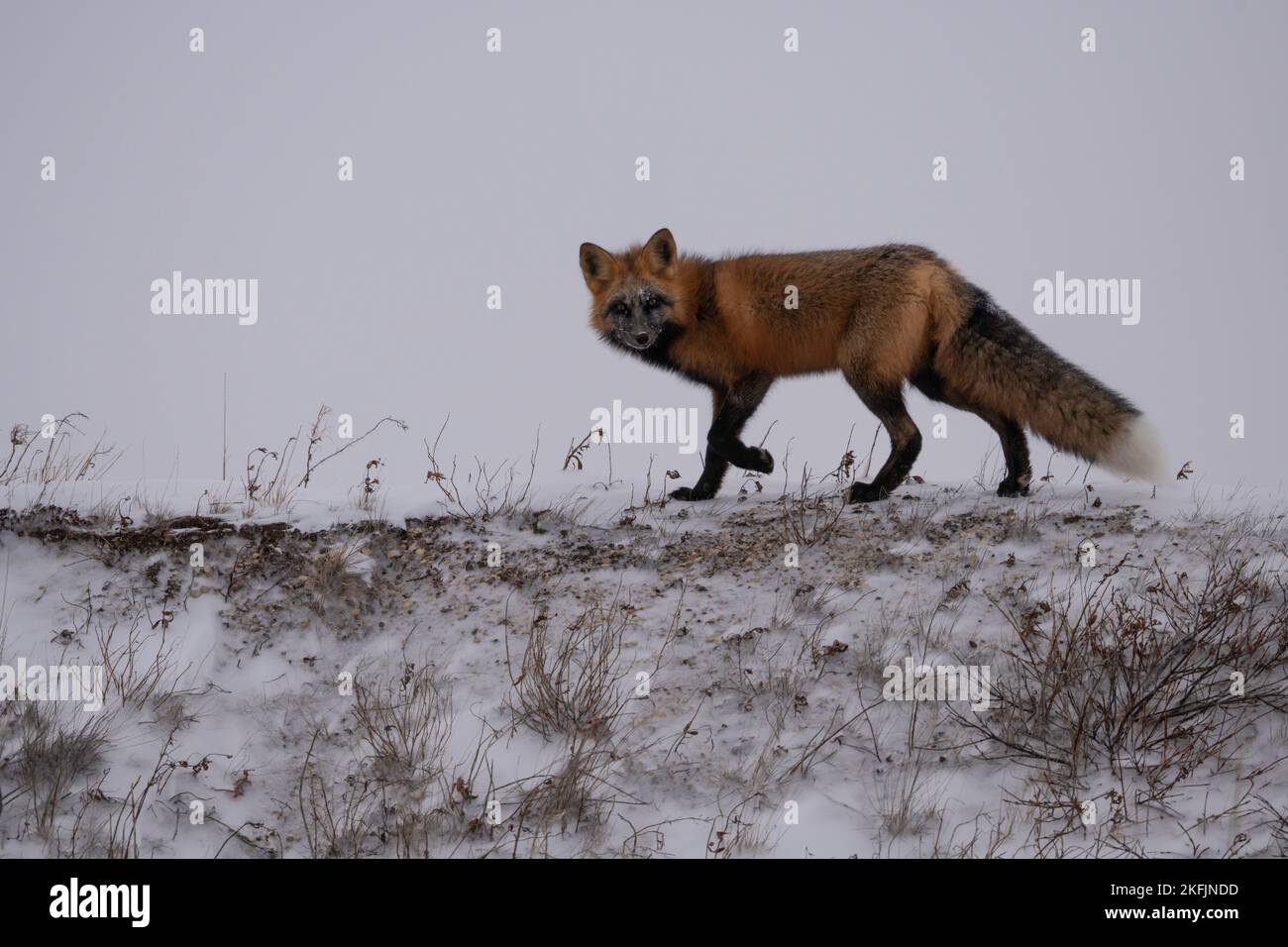 Cross Fox in snow Stock Photo
