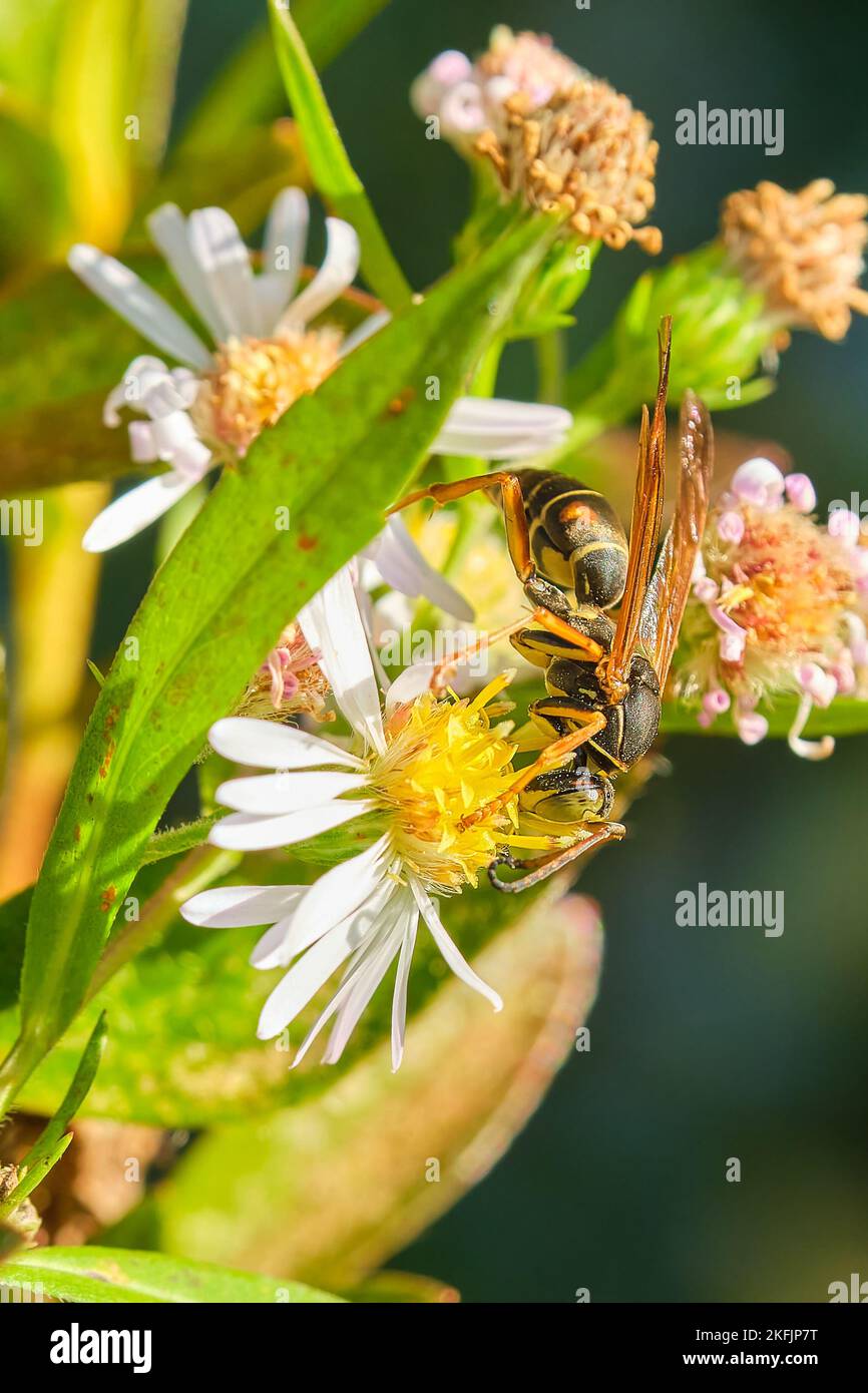 Paper wasp and small white wildflowers Stock Photo