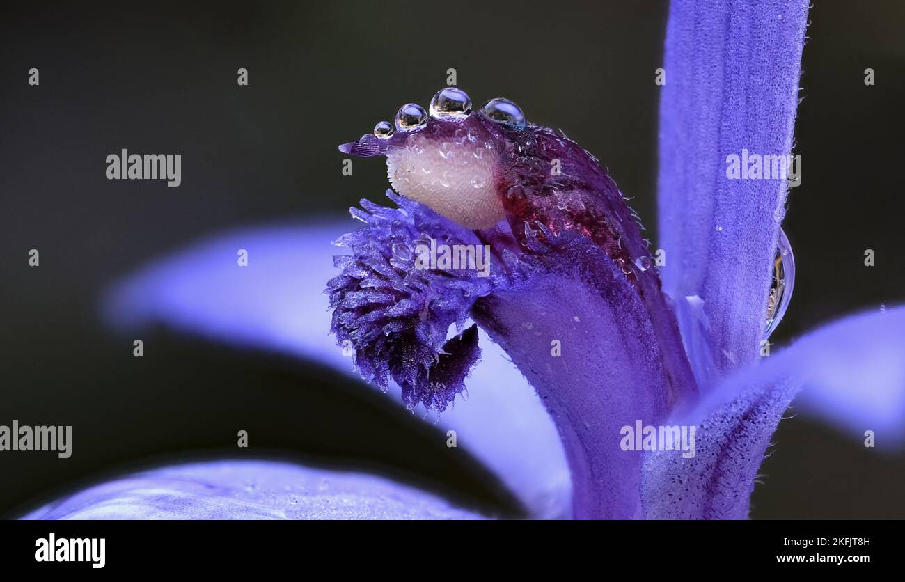 Macro close up image of blue and purple Pheladenia deformis Blue Fairy native orchid flower in Hobart, Tasmania, Australia Stock Photo