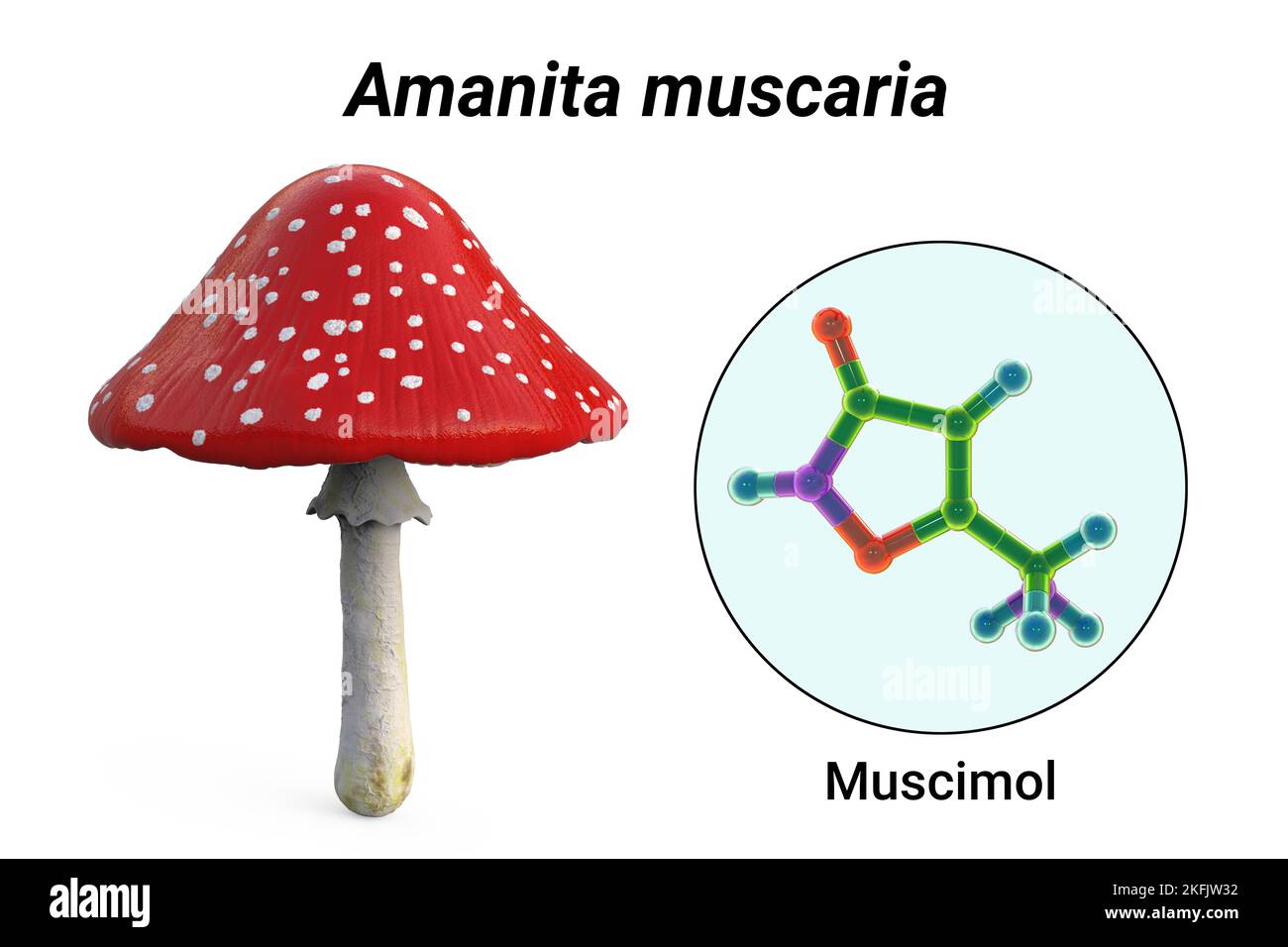 Fly agaric mushroom and muscimol toxin, illustration Stock Photo