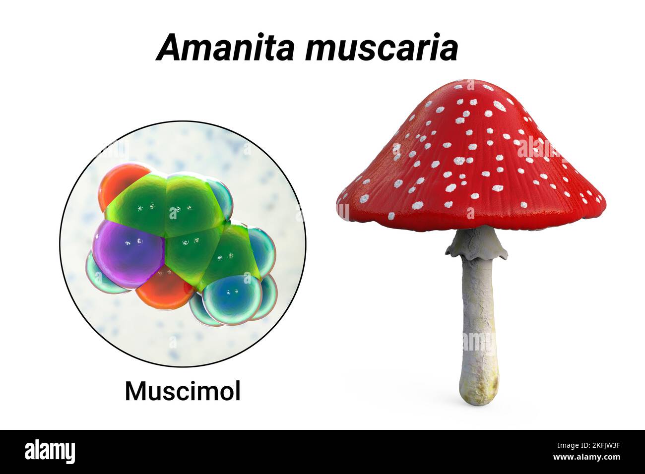 Fly agaric mushroom and muscimol toxin, illustration Stock Photo