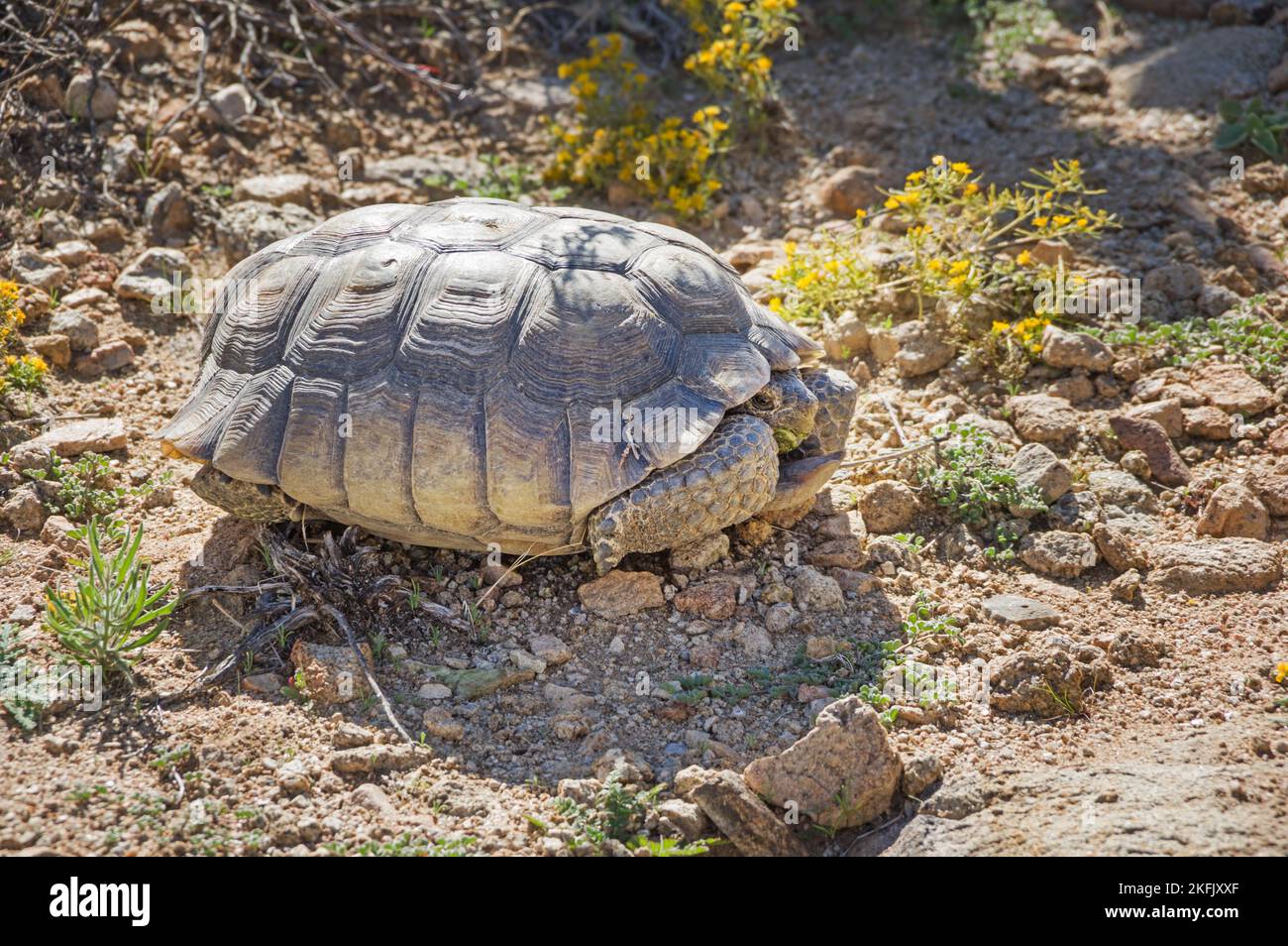 wild desert tortoise or Gopherus agassizii in Joshua Tree National Park Stock Photo