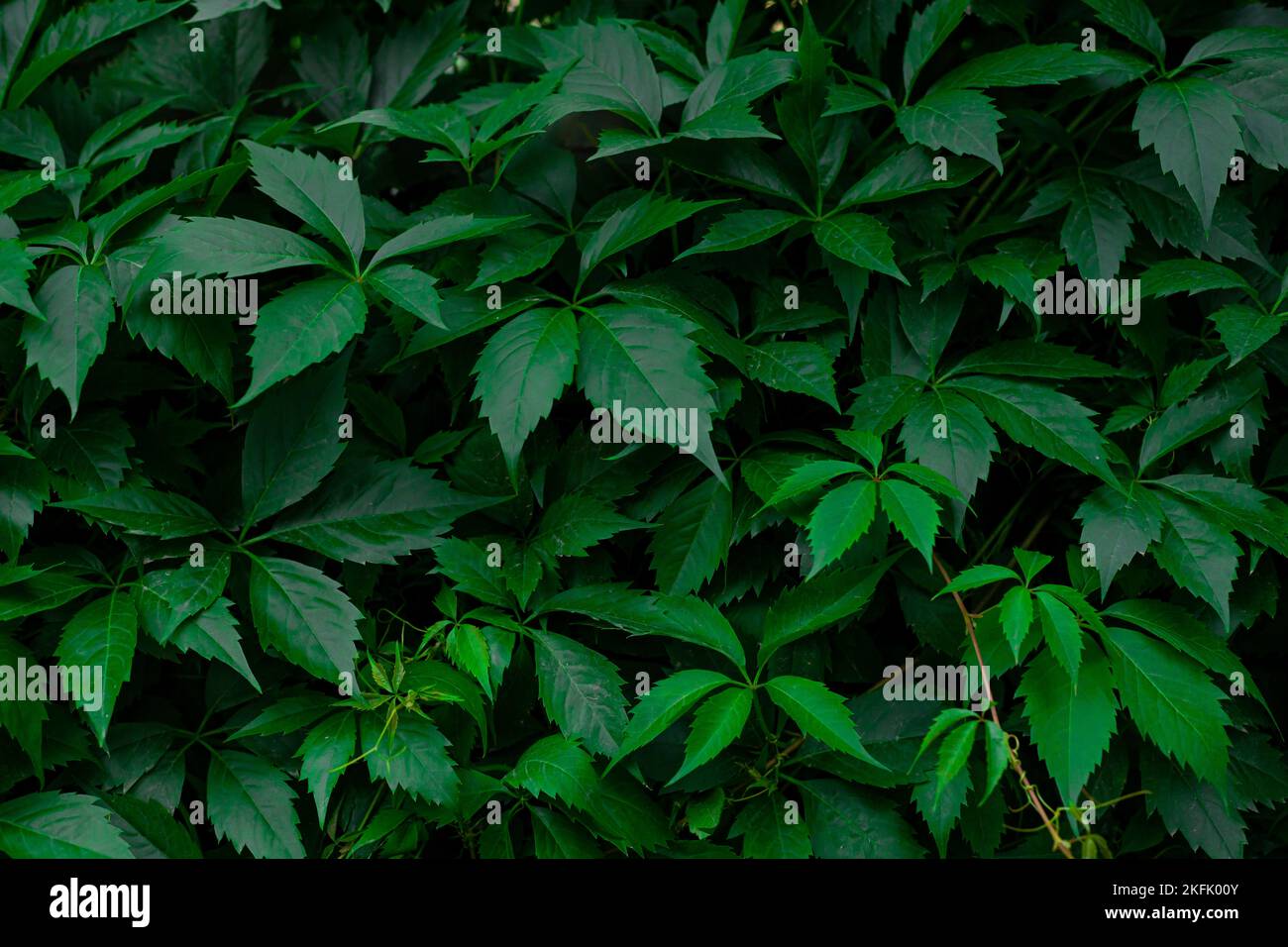 Beautiful background of maiden grape leaves. The edge of the vine of