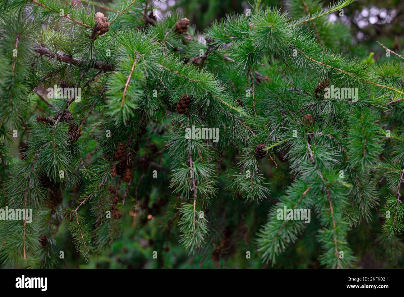 Young larch cones on a branch close-up. Brown cones on a background of green larch needles. Close-up of the opening bud (Larix Decidua), cones of Euro Stock Photo