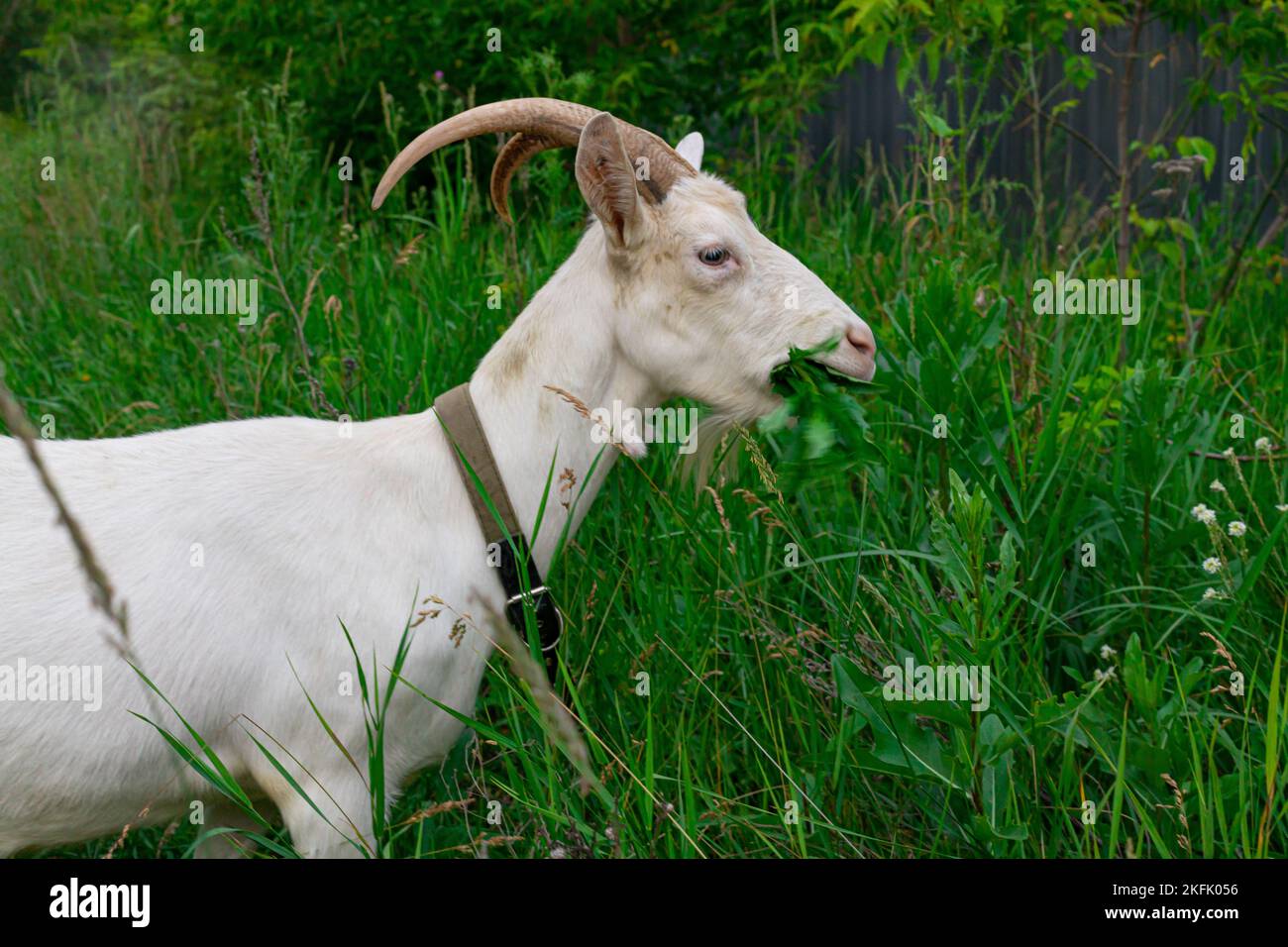 Female white horned goat feeds on fresh eco-friendly grass , rural landscape close-up. Stock Photo