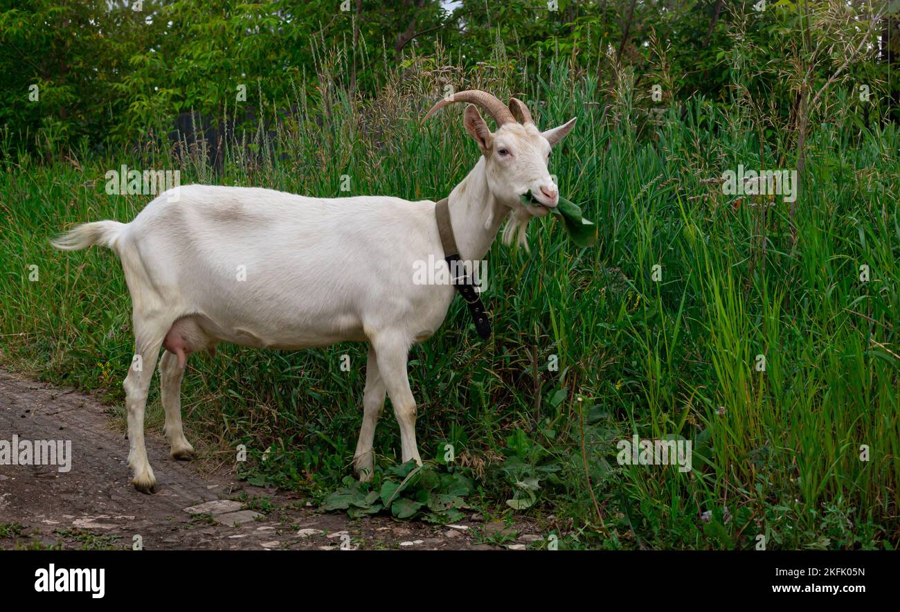 Female white horned goat feeds on fresh eco-friendly grass , rural landscape close-up. Stock Photo
