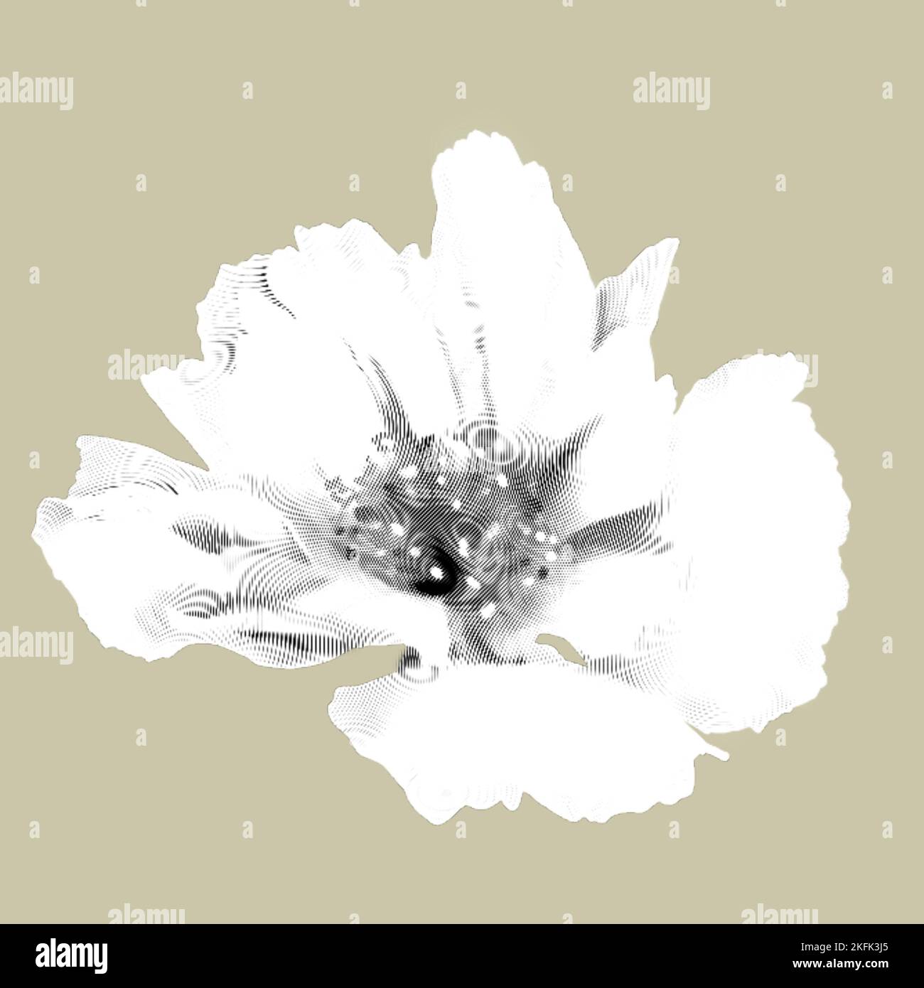 white graphic engraving wildflower. Realistic peony. Wild flower  Stock Photo