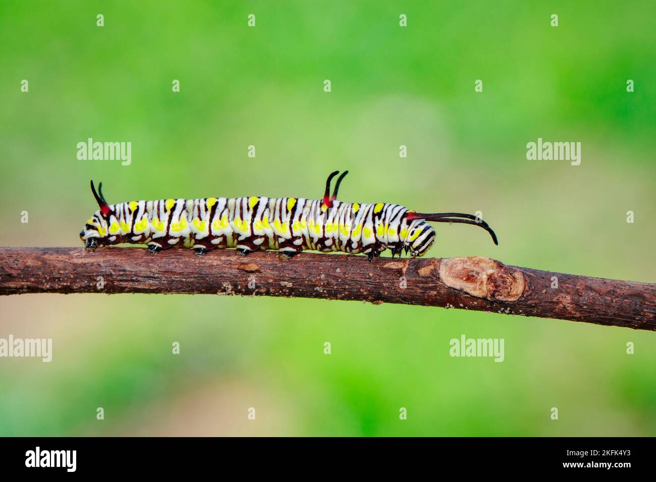 Image of caterpillars of plain tiger on the branches on a natural background. Insect. Animal. Stock Photo