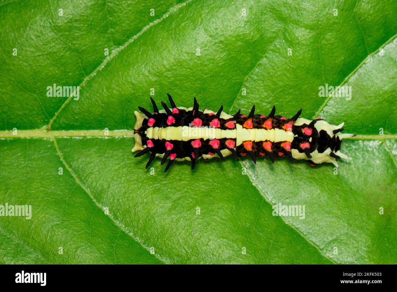 Image of Caterpillars of common mime on green leaves on a natural ...