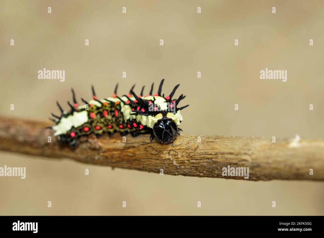 Image of caterpillars of common mime on the branches on a natural ...