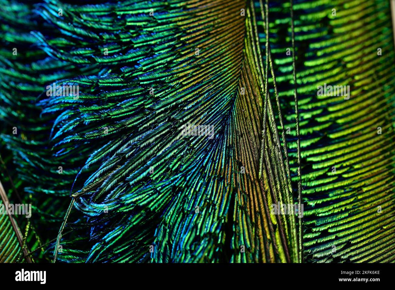 Beautiful, shiny, bright, turquoise feather closeup. Feather isolated