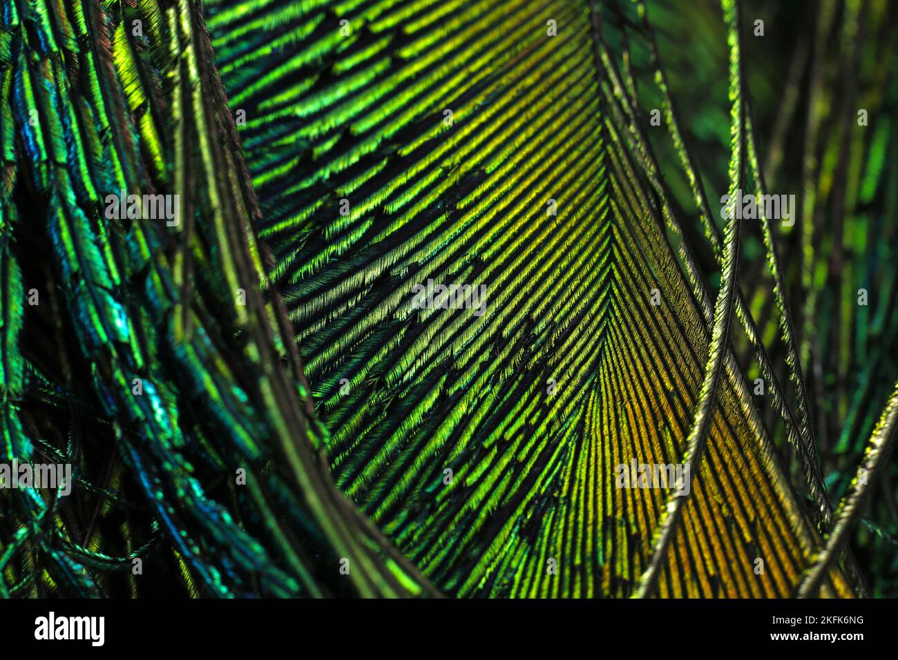 Beautiful, bright, green feather closeup. Feather isolated. Stock Photo